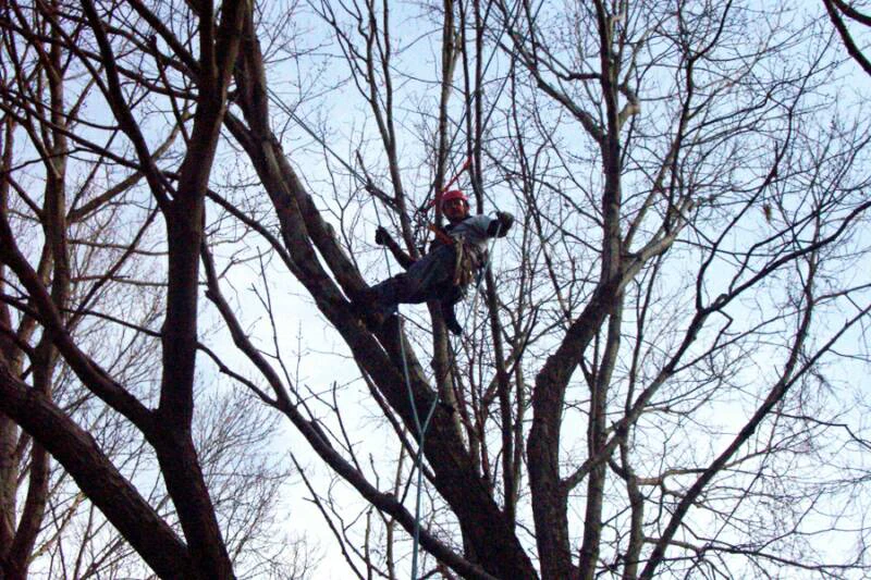 A Passion For Trees climber roped high in a large tree