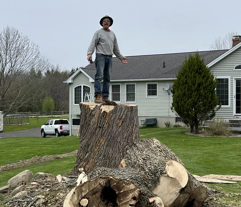 Passion For Trees owner standing atop a freshly cut tree stump