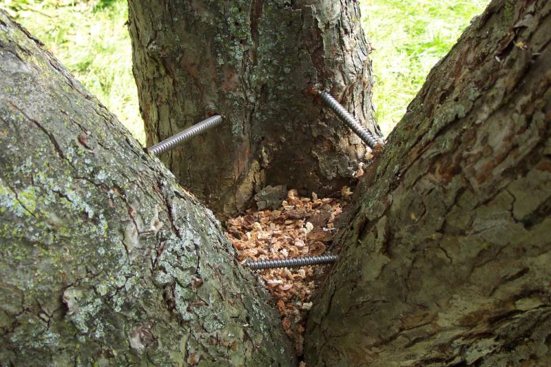Steel support rods installed through a tree's weak V-crotch union