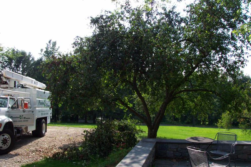 Passion For Trees bucket truck servicing a full, pruned shade tree