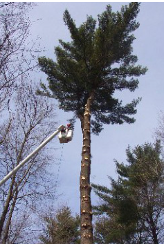 Arborist in a bucket lift taking down a tall pine tree section by section