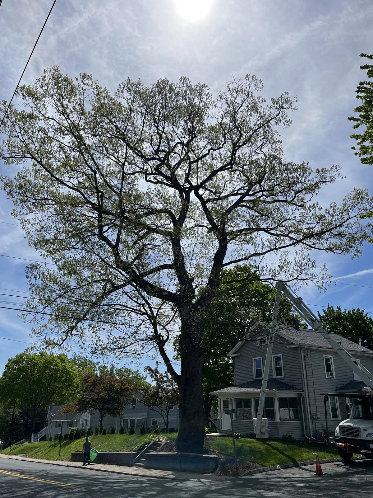 Passion for Trees arborist climbing to perform tree care
