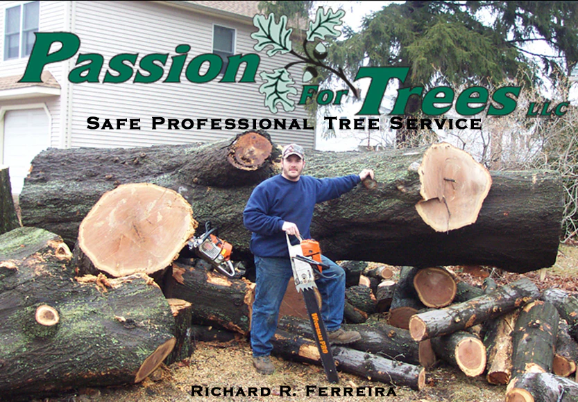 Richard R. Ferreira of Passion For Trees standing between two large cut logs — Safe Professional Tree Service